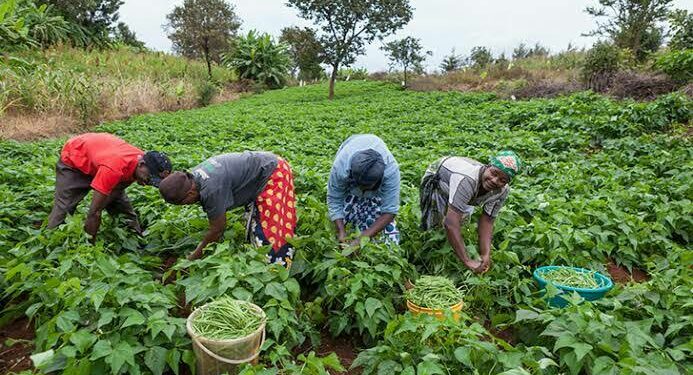 Lagos: Agric Sector Contributes N7trn To GDP, 10,000 Cows Consumed Daily 