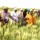 Wheat farmers mobilising for large scale production – President