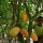 3,991 containers of cocoa beans exported in 2021 - Customs