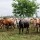 Borno approves land for FG's Ruga project