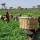 2021 planting season: Nasarawa Govt. procures N102.6m fertilizers